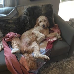 Meet your Posher, Caitlin